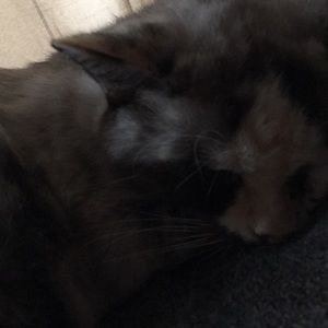 Meet your Posher, Dawn